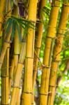 Yellow Bamboo Stock Photo