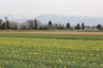 Tulip Flowers In The Farm Stock Photo