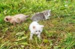 Three Kittens Walking On Grass Stock Photo