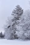 Snowy Winter Forest In January Stock Photo