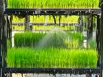 Aeroponics Rice Plantation Technic Stock Photo