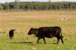 Cows Grazing In The Green Argentine Countryside Stock Photo