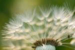 Dandelion Stock Photo