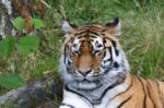 Siberian Tiger (panthera Tigris Altaica) Or Amur Tiger Stock Photo