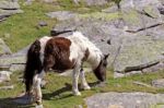 Little Horse Stock Photo