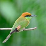 Little Green Bee-eater Stock Photo