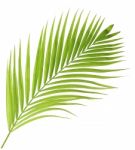 Palm Leaf Isolated On White Background Stock Photo