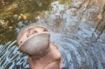 The Hippopotamus In The Pond Stock Photo