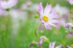 The Beauty Of Pink Cosmos Stock Photo