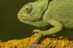 Cute Green Chameleon Stock Photo