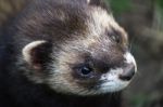 Close-up Shot Of An European Polecat (mustela Putorius) Stock Photo