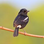 Pied Bushchat Bird Stock Photo