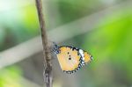 Yellow Black Pattern Butterfly On Branch Stock Photo