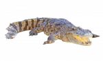 Crocodile Isolated On White Background Stock Photo