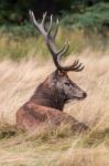 The Deer Of Richmond Park Stock Photo