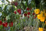 Sweet Pepper, Bell Pepper Or Capcicum Plant Display In Food Fest Stock Photo