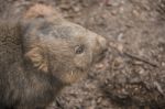 Adorable Large Wombat During The Day Looking For Grass To Eat Stock Photo