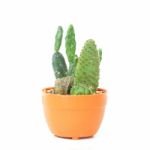 Cactus Stock Photo