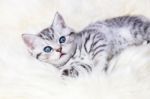 Young Silver Tabby Spotted Cat Lying On Sheep Skin Stock Photo