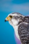 Peregrine Falcon Bird Of Prey Stock Photo