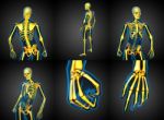 3d Rendering Medical Illustration Of The Human Skeleton Stock Photo