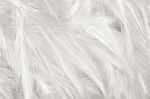 White Chicken Feather Texture Background Style Vintage Color Trends Stock Photo