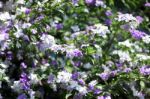 Closeup Of Brunfelsia Uniflora Flower Stock Photo