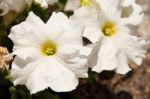 Petunia Stock Photo