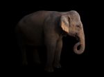 Female Asia Elephant In The Dark Stock Photo