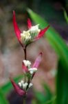 Lady Di (heliconia Psittacorum) Stock Photo