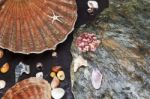 Sea Shells On Wet Stones Stock Photo