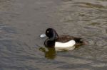 Tufted Duck (aythya Fuligula) Stock Photo