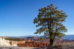 Pine Tree On The Rim Of Bryce Canyon Stock Photo