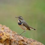 Male Bluethroat Stock Photo