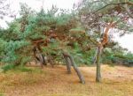 Stunted Pine On The Coast Stock Photo