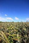 Pineapple Garden Stock Photo