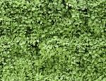 Green Leaves Wall Background Stock Photo