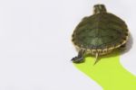 Turtle Stock Photo