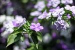 Closeup Of Brunfelsia Uniflora Flower Stock Photo