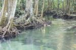 Mangrove Forests Stock Photo