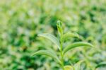 Tea With Nature Background Stock Photo