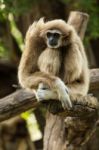 White Gibbon Stock Photo