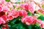 Pink Begonia Flower In Garden Stock Photo