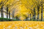 Asan,korea - November 9: Row Of Yellow Ginkgo Trees And Tourists In Asan,south Korea During Autumn Season On November 9, 2015 Stock Photo