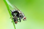 Flesh Fly Mating Stock Photo