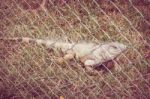 Close Up Of Iguana In Animal Cage Stock Photo