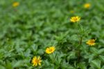 The Creeping Daisy Stock Photo