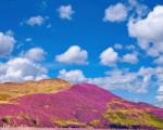 Colorful Landscape Scenery Of Pentland Hills Slope Covered By Heather Stock Photo