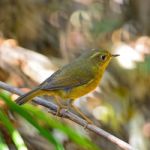 Female Golden Bush Robin Stock Photo