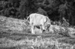 Country Cows Stock Photo